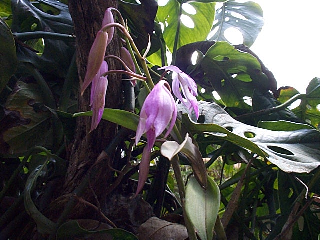 Orchidee, suptrop.Bergwald, 17.04.03.jpg - ... büschen